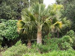 183 D35 PARC OLBIUS RIQUIER A HYERES_000016